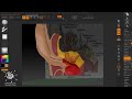 How to make cross section dog ear 3d medical modeling in zbrush Part01