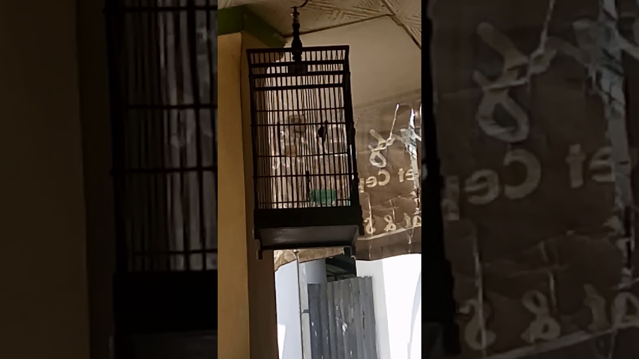 Burung kolibri ninja 
