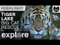 Andy the Tiger Plays Around - Big Cat Rescue Live Cam Highlight 10/20/17