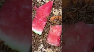 Probando Sandía por primera vez #viral #shortvideo #food #shortvideo #bug #shorts #short #video