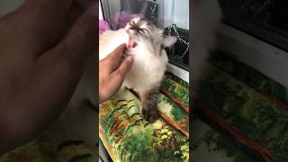 🐱 Кошка Мелисса сошла с ума #shorts