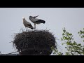 Elsa und Horst klappern (mit Ton) (LIVE vor Ort) (Storchennest Altlandsberg) 19.05.2024