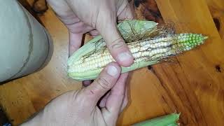 The very first Rainbow maize Cob.