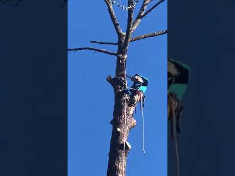 Video: ¿Los picos para trepar a los árboles dañan los árboles?