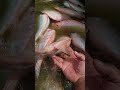 Fish Ikan