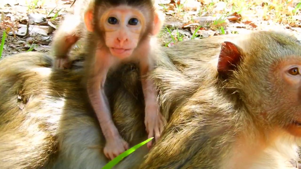 Cute Baby  Monkey  Rid Mom Back Looking for Human  YouTube