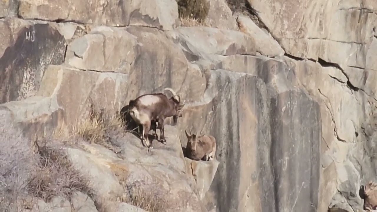 Himalyan Ibex at Northern Pakistan |December breeding time of Himalyan Ibex |