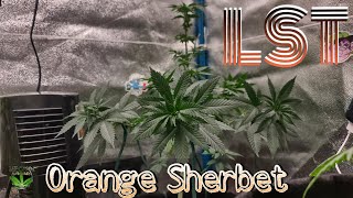 LST : Orange Sherbet Autoflower
