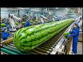 Inside a giant watermelon juice factory full process from fresh fruit to bottled juice