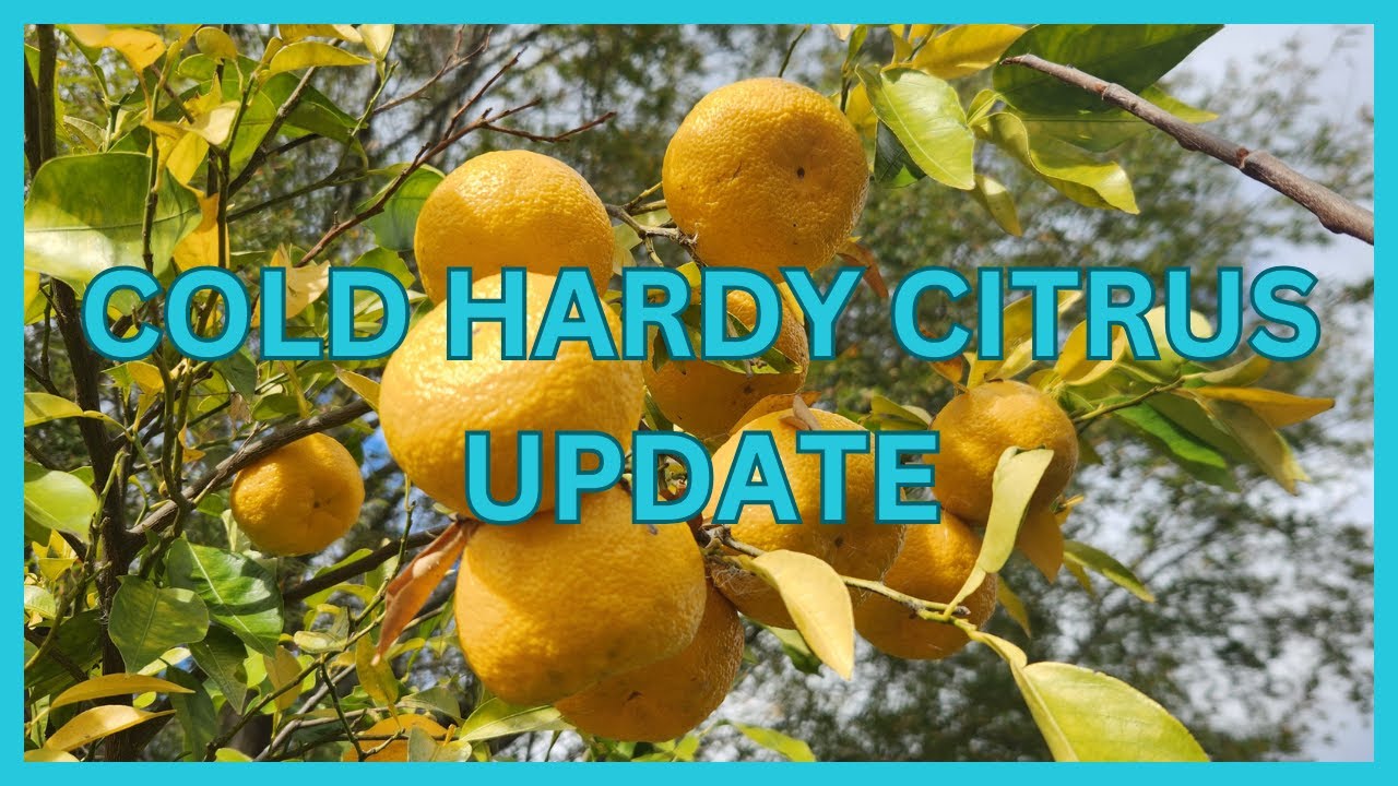 Rare Cold Hardy Citrus In Zone 8 and Colder 🥶 🍋🍊 - YouTube