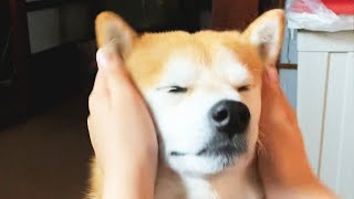 強めのなでなでがクセになる中年柴犬