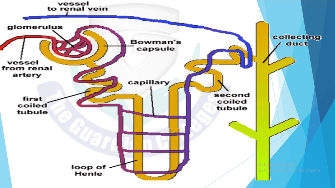 Lec# 32 Chap# 15 Biology 2nd Year, Urinary System Concentrated Urine