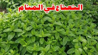 Tafsir Al Ahlam تفسير حلم رؤية  النعناع في المنام | تفسير الاحلام