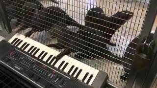 Org Çalan Şapşirik Su Samurları