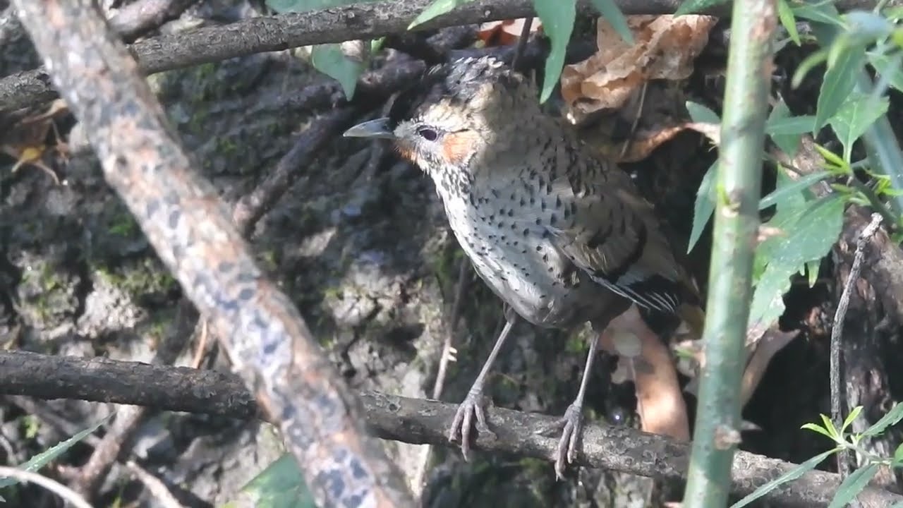 Rufous chinned Laughingthrush preening with home sounds