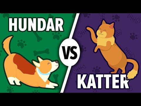 Video: Är Det Bättre Att Ha En Katt Eller En Hund?