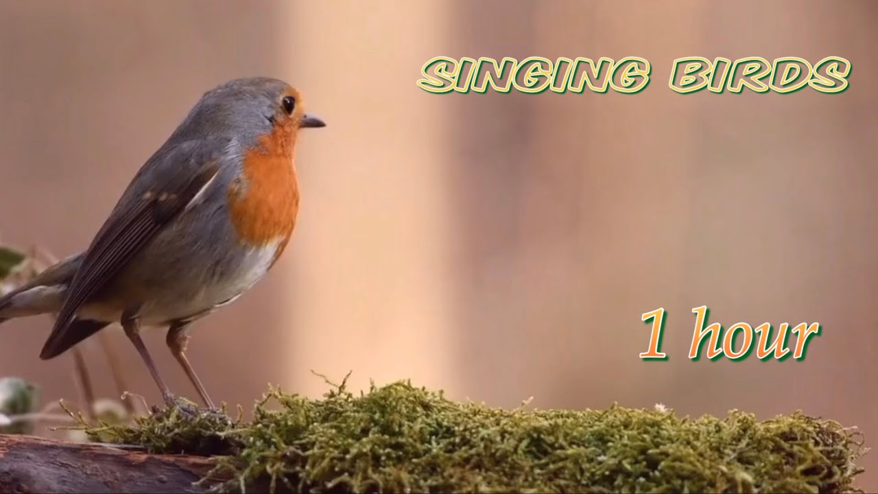 새소리 Singing Birds Sounds in the Forest | Nature Sounds | Bird Songs # ...