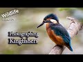 Common Kingfisher, Bird Photography | UK Wildlife and Nature Photography | Canon R5