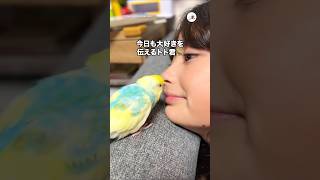 今日も大好きを伝えるインコ🦜｜PECO