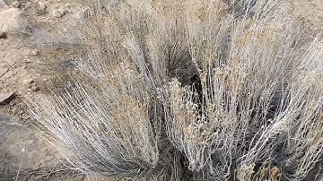 Tohatchi High School STEM Team - TI Codes Contest 2021