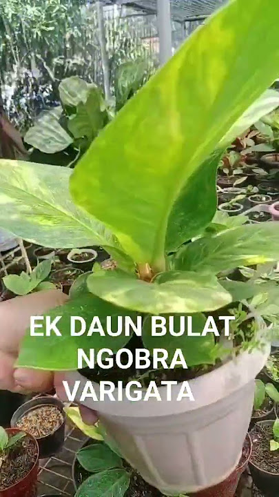 EK Varigata Mlenuk daun bulat #jemani #anthuriumjemani #anthurium