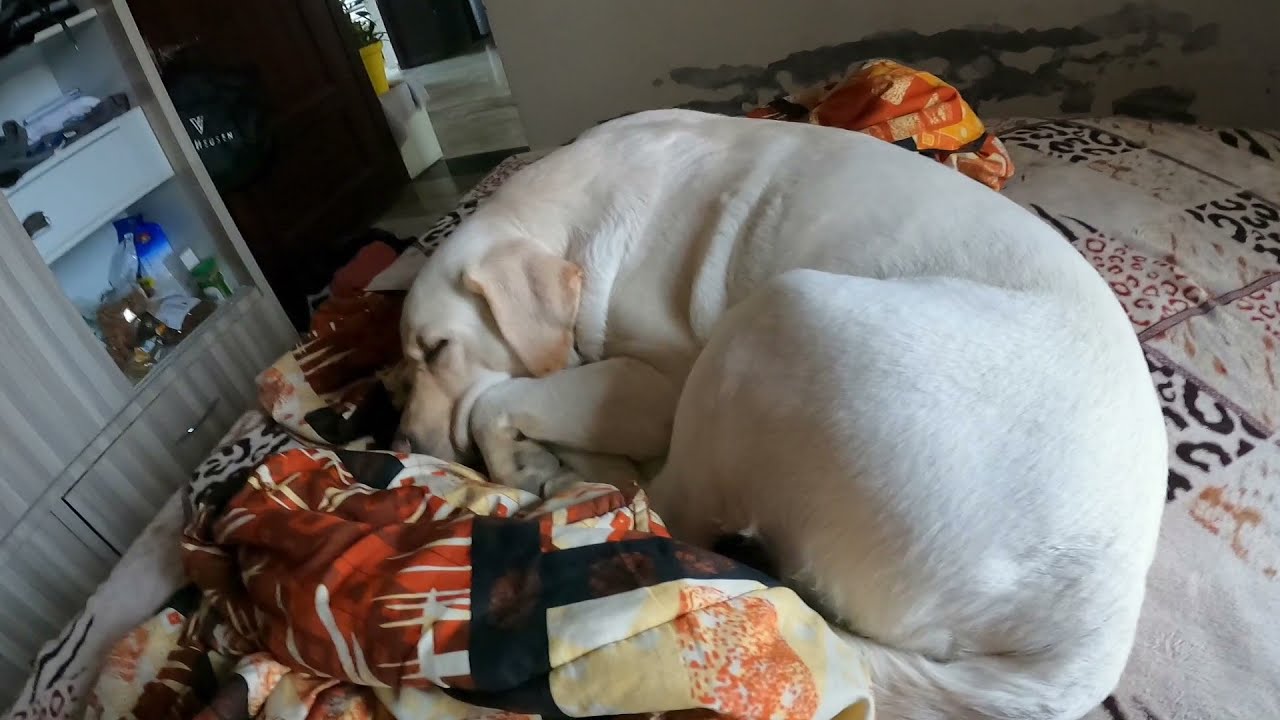 dog taking over bed