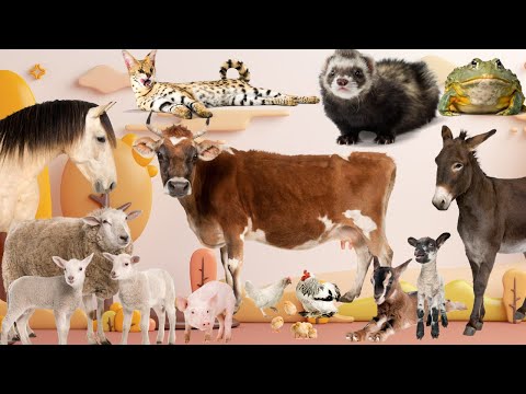 Happy animal moment Antelope, bat, zebra, lion, boar, goat, rhinoceros, squirrel  - Animals sound