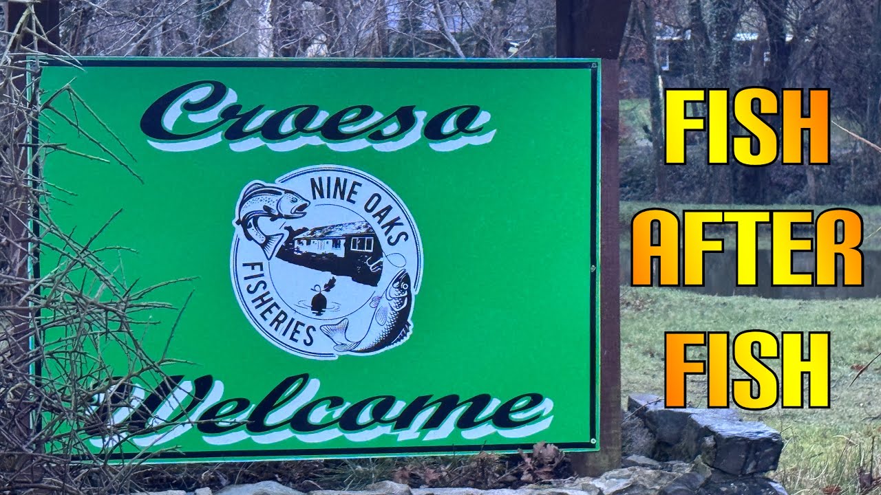 Non Stop Action - Nine Oaks trout fishery UK Fly Fishing