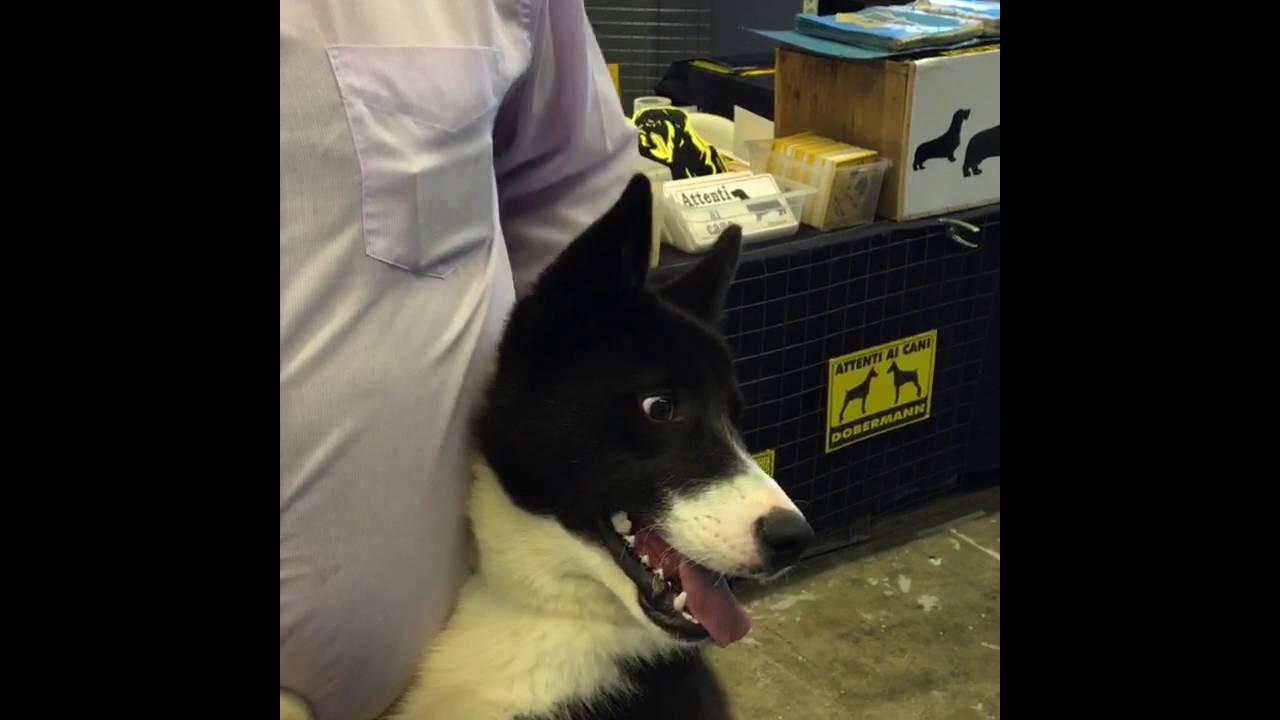 Liguria Dog Show Genova 20 22 Maggio 2016 Cane Da Orso Della