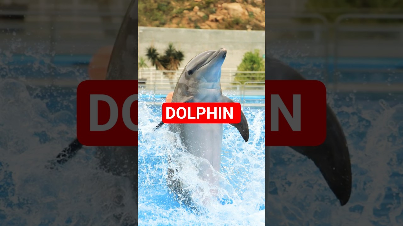 Word of the Day: Dolphin | Learn English Words