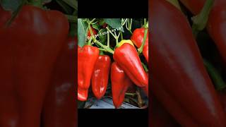 Когда сеять перец? #trending #shorts #shortvideo #nature #сад #природа #youtubeshorts #shortvideo