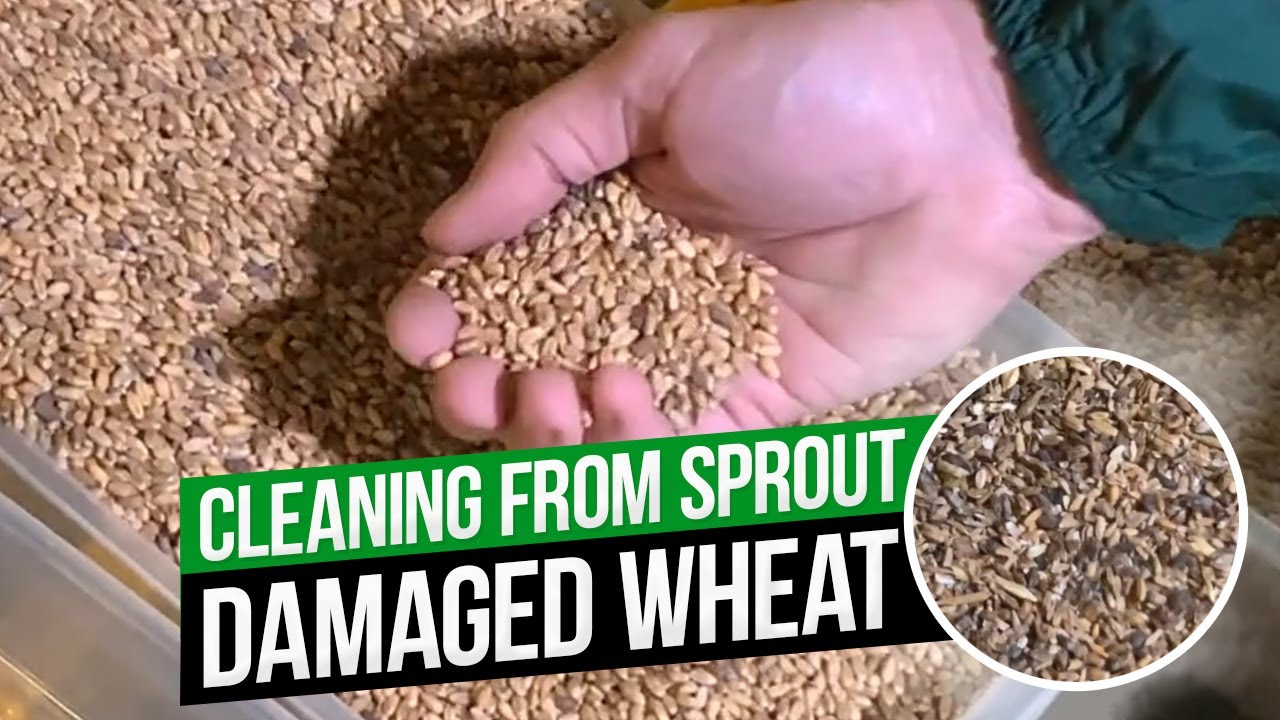 Sprout damaged wheat. Metra ADS & Metra Color sorter