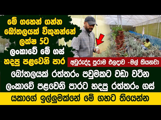 බෝතලයක් පවුමකට වඩා වටිනා ලංකාවේ ගස් වල හැදෙන දම් පාට රත්තරං - Green Apron Farm |  Lavender