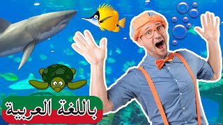 Arabic Blippi |  بليبي يزور حوض سمك - عالم البحار | افلام اطفال بليبي | برامج اطفال بليبي | screenshot 5