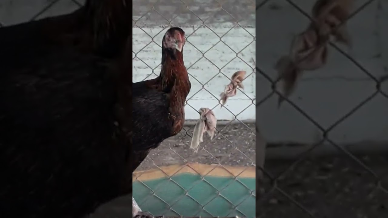 Biggest assel farm in nagpur by sachin farms 7620609822