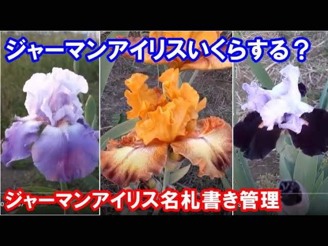 German Iris Name Tag Writing (Opening Preparation) (2022/05/05