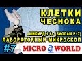 КЛЕТКИ ЧЕСНОКА В МИКРОСКОПЕ МИКМЕД 1-6 (БИОЛАМ Р17) - MICRO WORLD #7