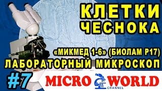 КЛЕТКИ ЧЕСНОКА В МИКРОСКОПЕ МИКМЕД 1-6 (БИОЛАМ Р17) - MICRO WORLD #7