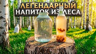 Легендарный напиток из леса! Вкуснее любого лимонада! Пьётся как шампанское!
