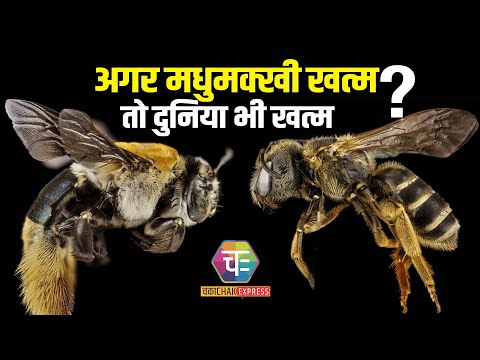 मधुमक्खियों के विलुप्त होने पर मानव जाति को खतरा | Human connection to bees