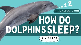 How Do Dolphins Sleep? | Animal Facts for Kids
