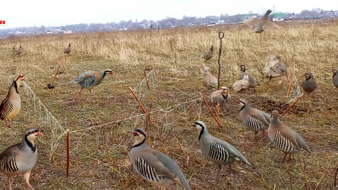 Unbelievable Bird Catching Trick You’ve Never Seen | Охота на кеклика 