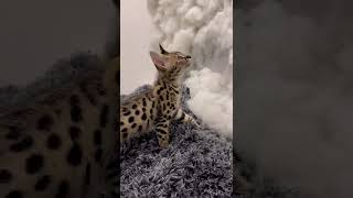5 Minutes of a F1 Savannah kittens Personality by F1 Savannah Kittens 2,559 views 1 year ago 5 minutes, 33 seconds