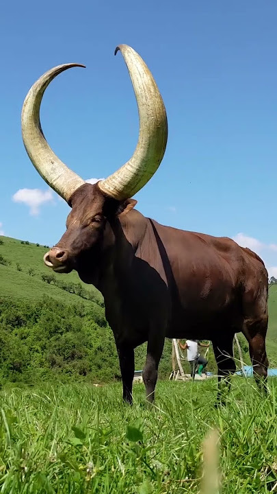 Inka ziwacu mubigogwe #visitrwanda #africa #travel