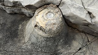 Queen's Beach Fossil Montenegro