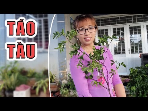 Video Cây táo tào giống sỉ và lẻ giá tốt | ???? Ngân... - youtube