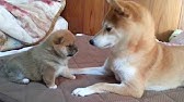 柴犬 豆柴 気ままな豆助もやっぱりかわいい 癒し Youtube