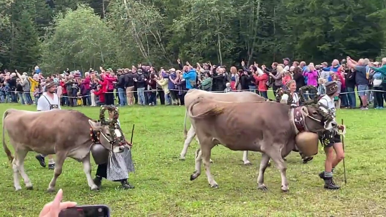 Viehscheid Bad Hindelang 2025