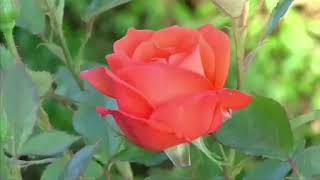 Surat Al-'Ikhlas beautiful recitation