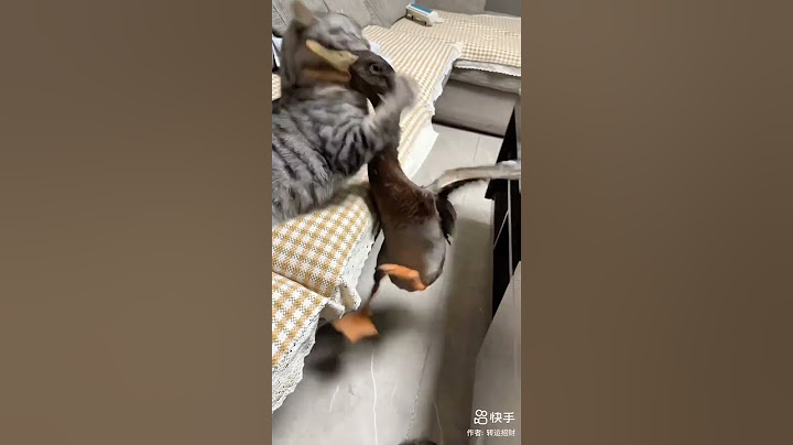 This cat doesn't like ducks 🦆 #bizarre #shortviral #pets #curiosities #shots #humor